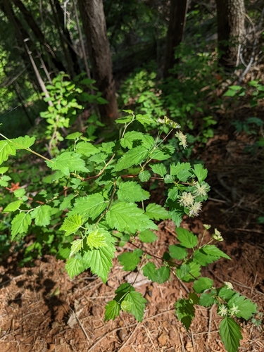 Image of Neviusia cliftonii by (c) Kayla Sweeten, some rights reserved (CC BY)