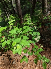 Neviusia cliftonii, photograph (c) Kayla Sweeten, some rights reserved (CC BY)