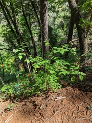 Neviusia cliftonii, photograph (c) Kayla Sweeten, some rights reserved (CC BY)