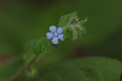 Thyrocarpus sampsonii