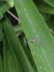 Meteorus pulchricornis