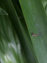 Meteorus pulchricornis