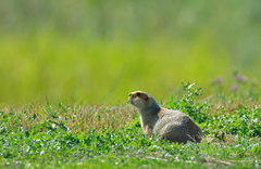 Spermophilus major