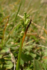 Microtis oligantha