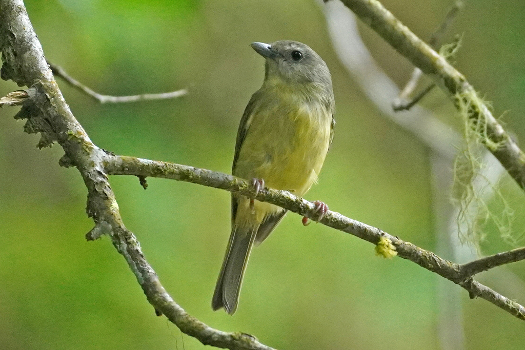 Blue Mountain Vireo photo