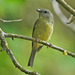 Blue Mountain Vireo - Photo (c) Emily Hjalmarson, some rights reserved (CC BY-NC), uploaded by Emily Hjalmarson