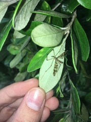 Mischoderus annuliferus