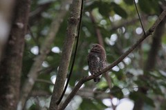 Glaucidium radiatum