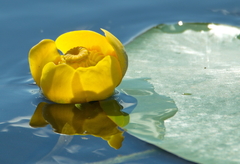 Nuphar lutea