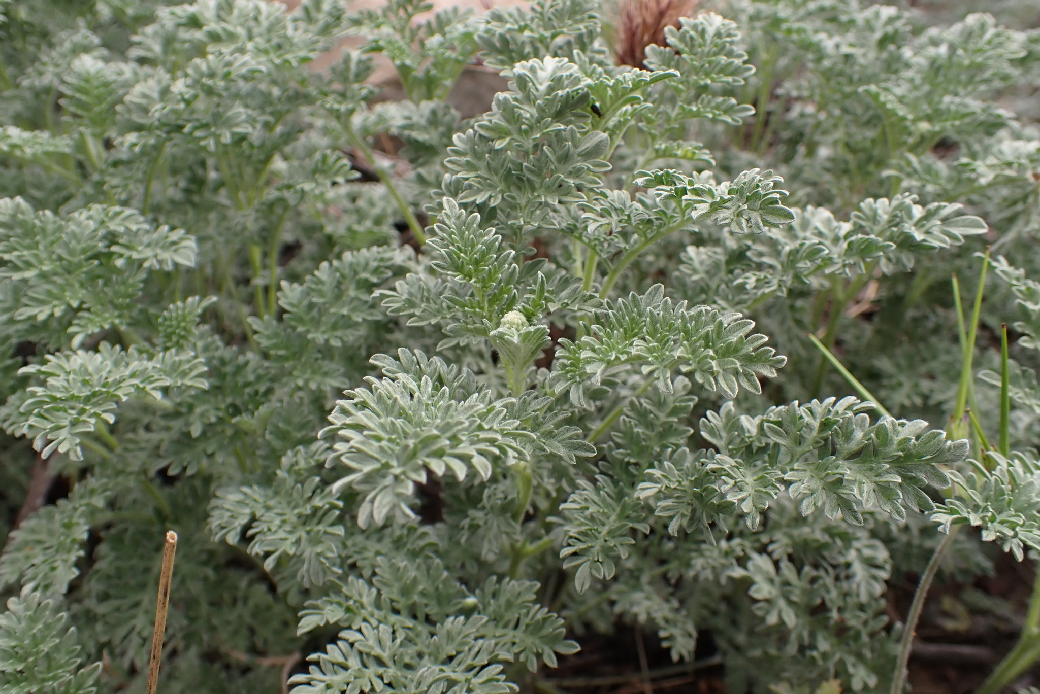 Ambrosia pumila