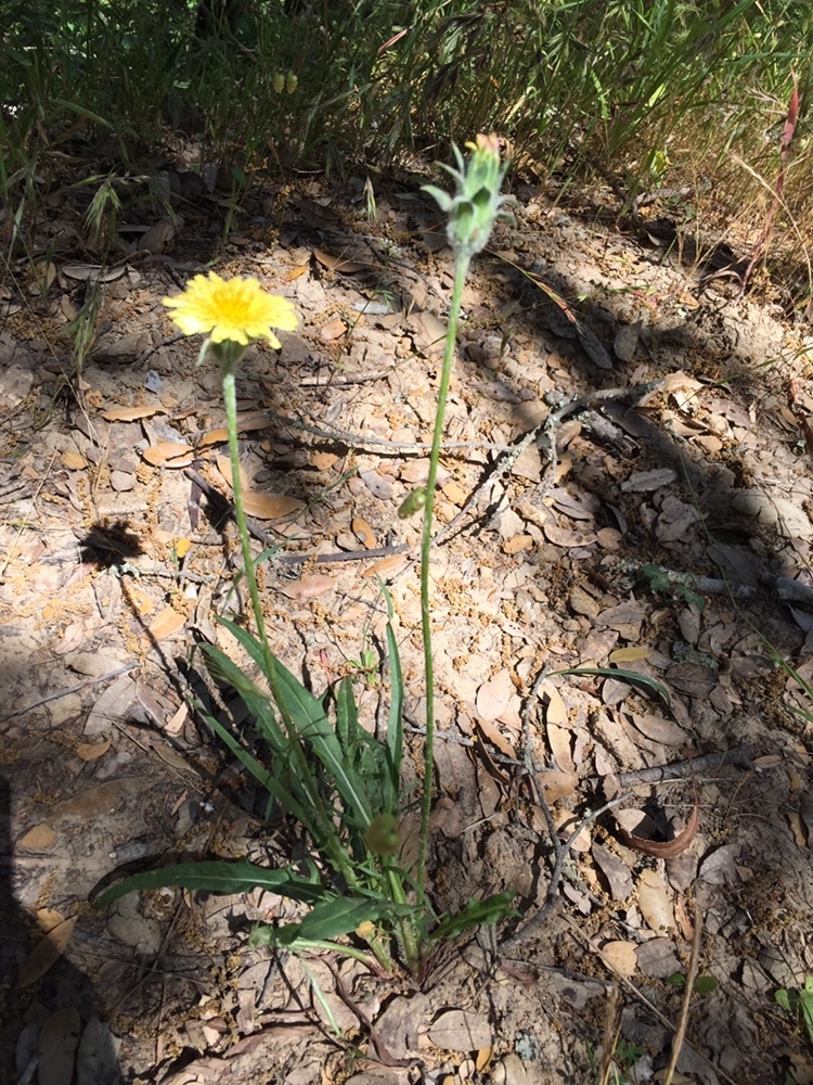 bigflower agoseris from Mount Diablo State Park, Clayton, CA, US on May ...