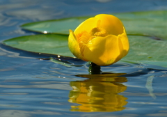 Nuphar lutea