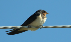 Hirundo rustica