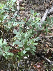 Arctostaphylos columbiana