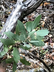 Arctostaphylos columbiana