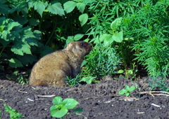 Marmota bobak