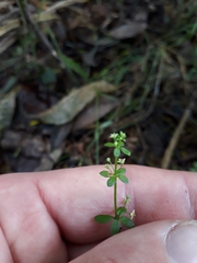 Galium propinquum