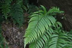 Pseudocyclosorus esquirolii