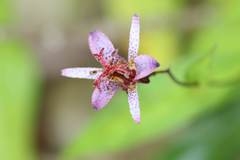 Tricyrtis