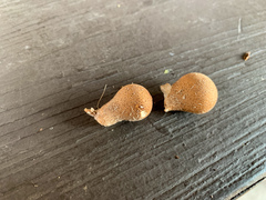 Lycoperdon nigrescens