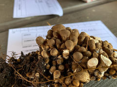 Lycoperdon nigrescens