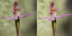 Caladenia bartlettii