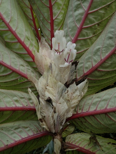 Image of Columnea Albiflora (Columnea albiflora) by (c) Nolan Exe, some rights reserved (CC BY)