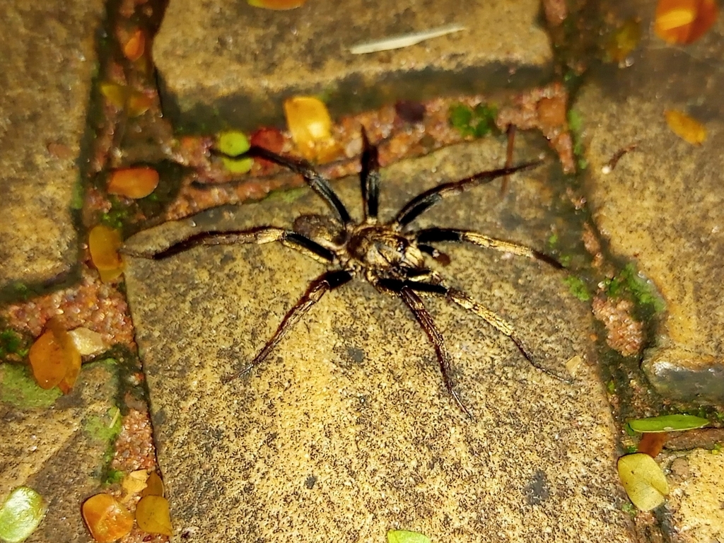 Rachias brachythelus