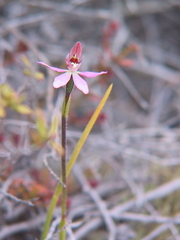 Caladenia bartlettii