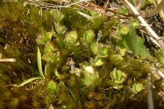 Leptostigma setulosum