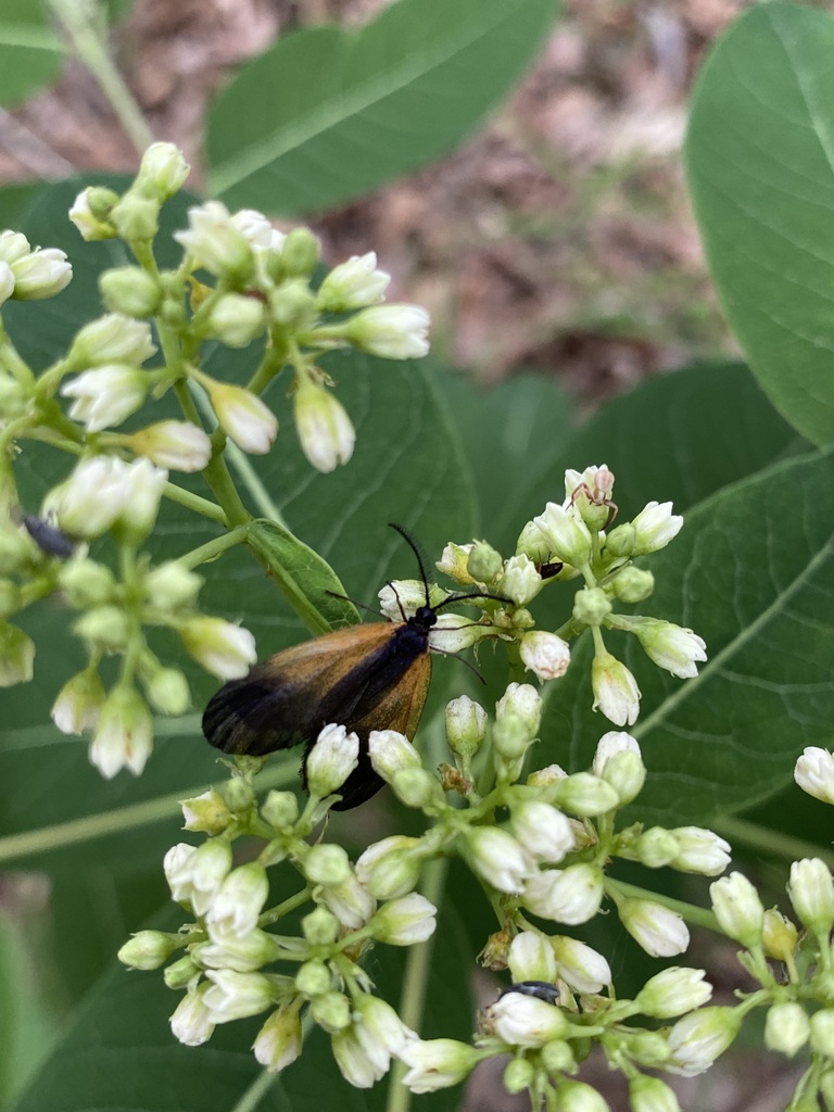 Orange-patched Smoky Moth in May 2023 by jim · iNaturalist