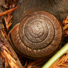 Helminthoglypta exarata