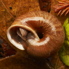 Helminthoglypta exarata