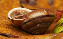 Helminthoglypta exarata