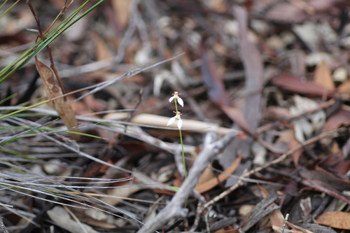 Image of Eriochilus dilatatus by (c) Em Lamond, some rights reserved (CC BY)