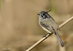 Tufted Tit-Tyrant photo 2