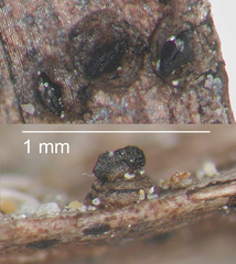 Lophiostoma