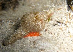 Propefusus australis