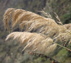 Austroderia splendens