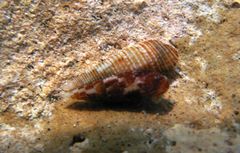 Cacozeliana granarium