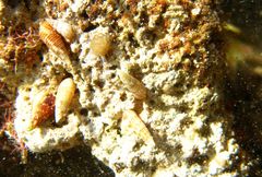 Cacozeliana granarium