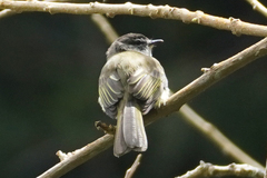 Jamaican Elaenia photo 4