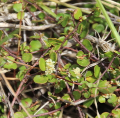 Muehlenbeckia complexa complexa