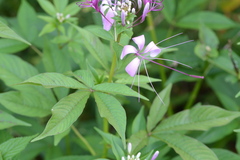 Cleome speciosa