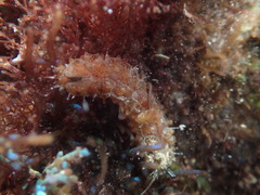 Lepidonotus spiculus