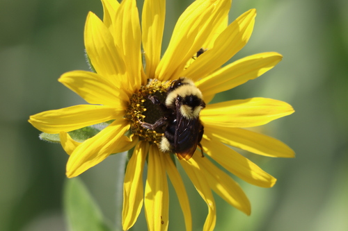 Indiscriminate Cuckoo Bumble Bee (Bombus insularis), a species recorded in Alaska