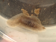 Enchiridium punctatum