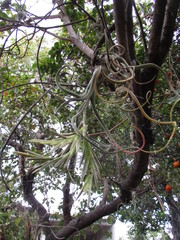 Tillandsia caput-medusae