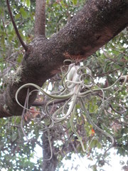 Tillandsia caput-medusae