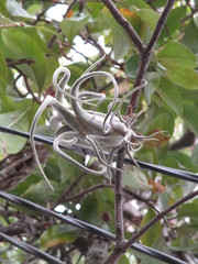 Tillandsia caput-medusae